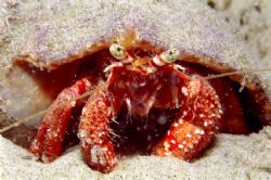 Hermit crab.
Photographed in a tide poll on South Brazil... by João Paulo Krajewski 